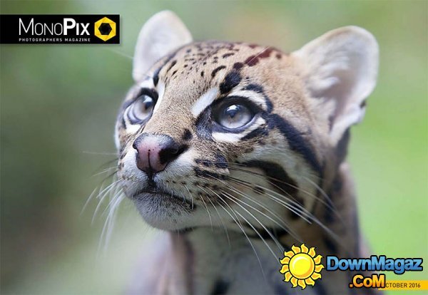 Monopix - October 2016 Monopix - October 2016