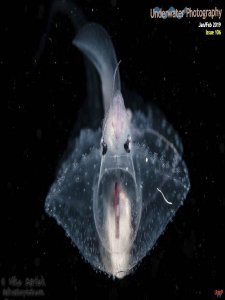Underwater Photography - 01/02 2019 Underwater Photography - 01/02 2019