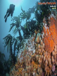 Underwater Photography - 11/12 2018 Underwater Photography - 11/12 2018