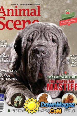 Animal Scene - 12.2016