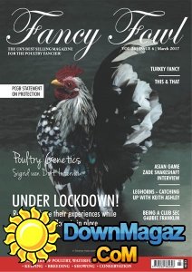Fancy Fowl - 03.2017