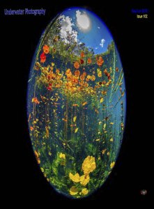 Underwater Photography - 05/06 2018 Underwater Photography - 05/06 2018