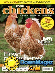 Your Chickens - 02.2017 Your Chickens - 02.2017