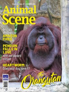 Animal Scene - 12.2019 Animal Scene - 12.2019