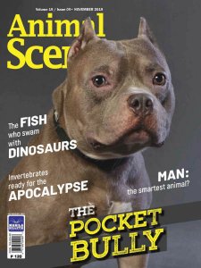 Animal Scene - 11.2019 Animal Scene - 11.2019