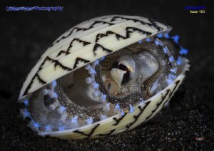 Underwater Photography - 07/08 2018 Underwater Photography - 07/08 2018