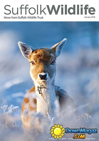 Suffolk Wildlife - January 2015