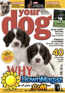 Your Dog - 11.2017 Your Dog - 11.2017