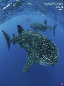 Underwater Photography - 11/12 2019 Underwater Photography - 11/12 2019