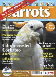 Parrots - 05.2018