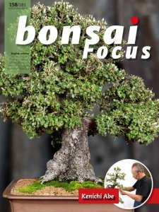 Bonsai Focus - 05/06 2019