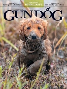 Gun Dog - Spring 2024