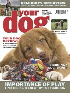 Your Dog - 05.2025