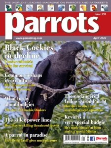 Parrots - 04.2022