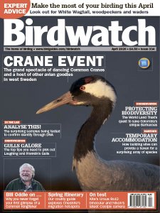 Birdwatch - 04.2020