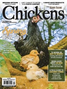 Chickens - 03/04 2022