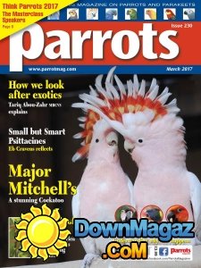 Parrots - 03.2017