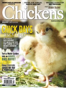 Chickens - 03/04 2020