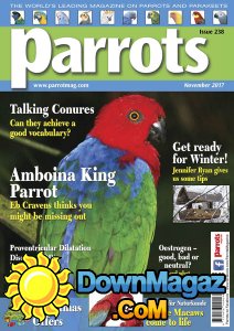 Parrots - 11.2017