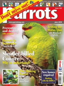 Parrots - 06.2018