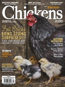 Chickens - 09/10 2021