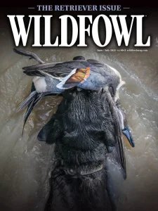 Wildfowl - 06/07 2025