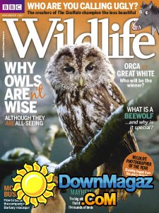 BBC Wildlife - 11.2017