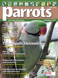 Parrots - 09.2024