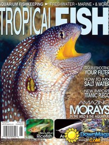 Tropical Fish Hobbyist - August 2013