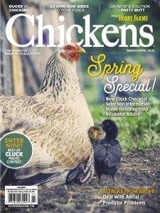 Chickens - 03/04 2023