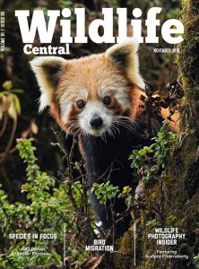 Wildlife Central - 11.2018