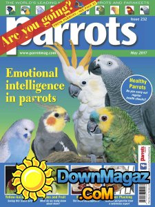 Parrots - 05.2017