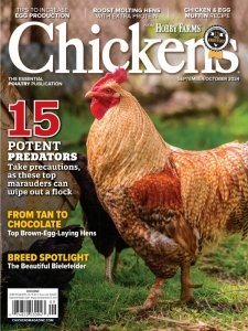 Chickens - 09/10 2024