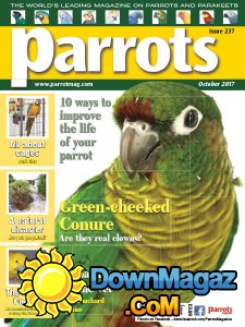 Parrots - 10.2017