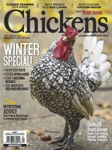 Chickens - 01/02 2020