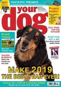 Your Dog - 01.2019