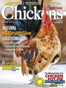 Chickens - November - December 2016