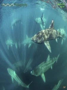 Underwater Photography - 11/12 2025