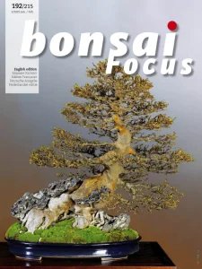 Bonsai Focus - 01/02 2025