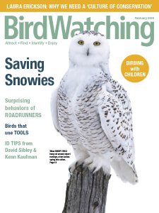 BirdWatching USA - 01/02 2020