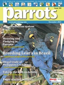 Parrots - 11.2023