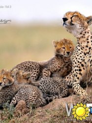 WePhoto - Animals, Volume 2 2016