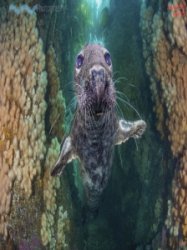 Underwater Photography - 03/04 2021